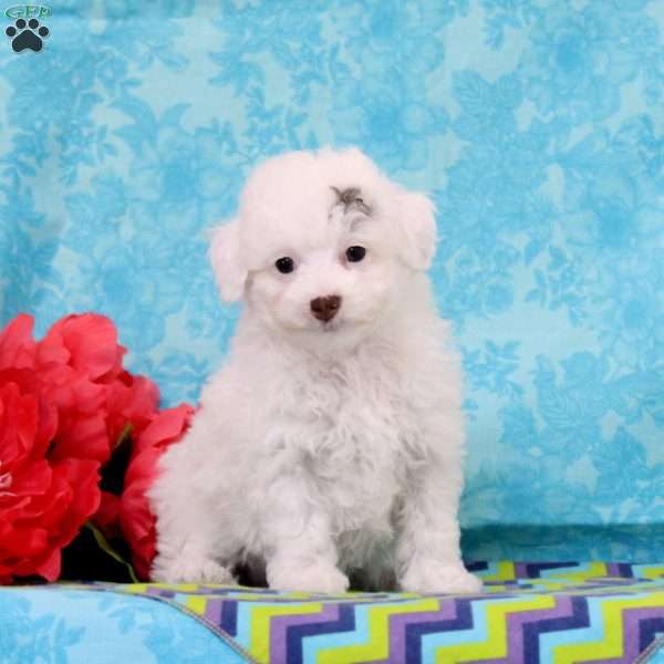 Reeses, Toy Poodle Puppy